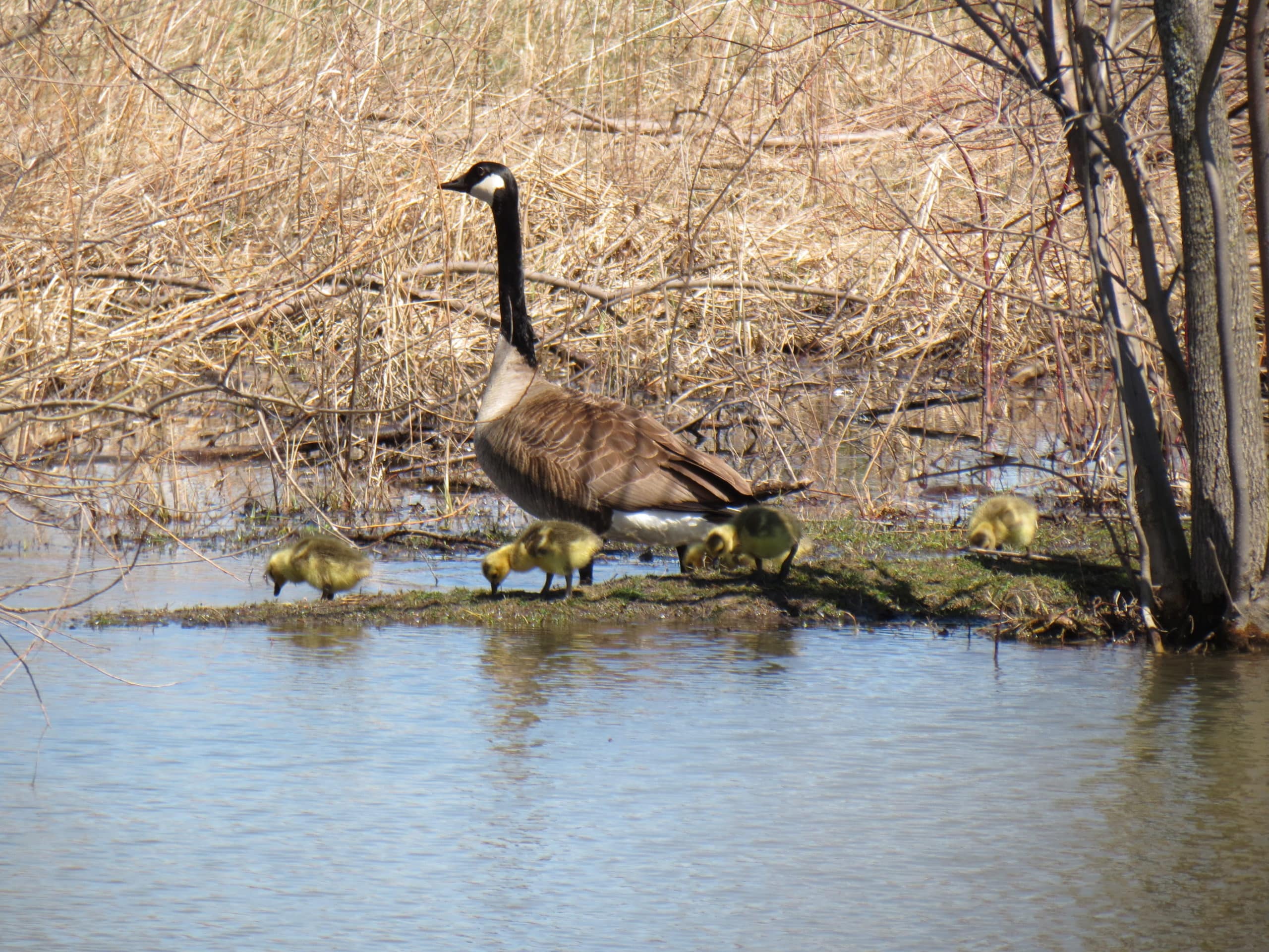 M.W. Watermark Pond - Goose and Goslings