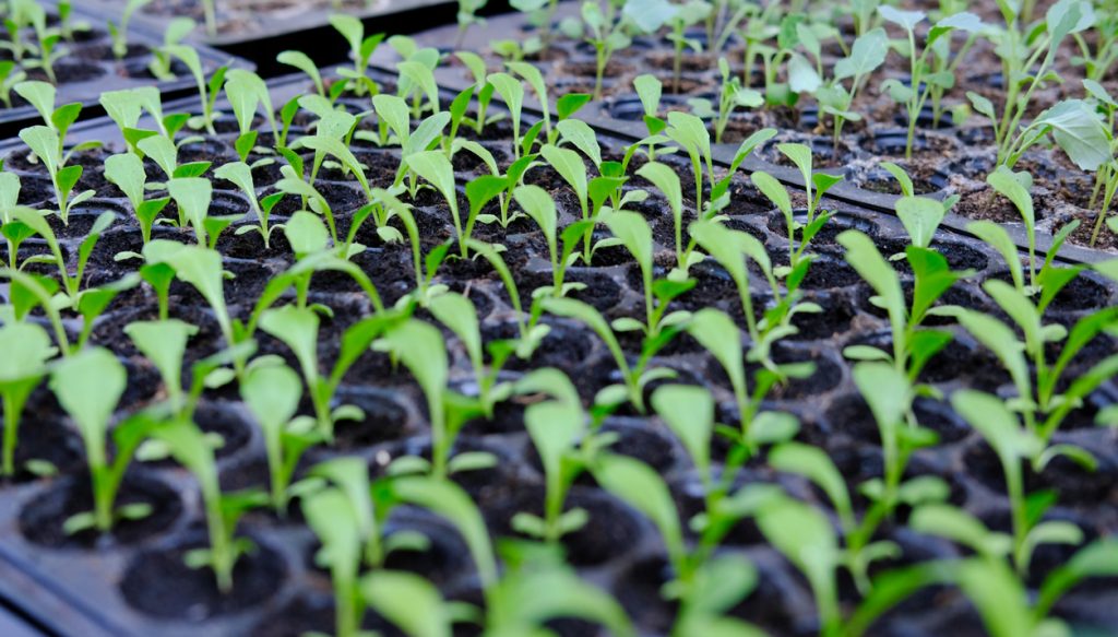 Lettuce seedlings growing in plastic cultivation trays.