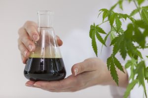CBD Oil Prior to Activated Carbon Filtration to Remove Chlorophyll