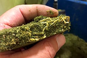 Biomass filter cake close-up of someone holding it in their hand showing the inner details. 